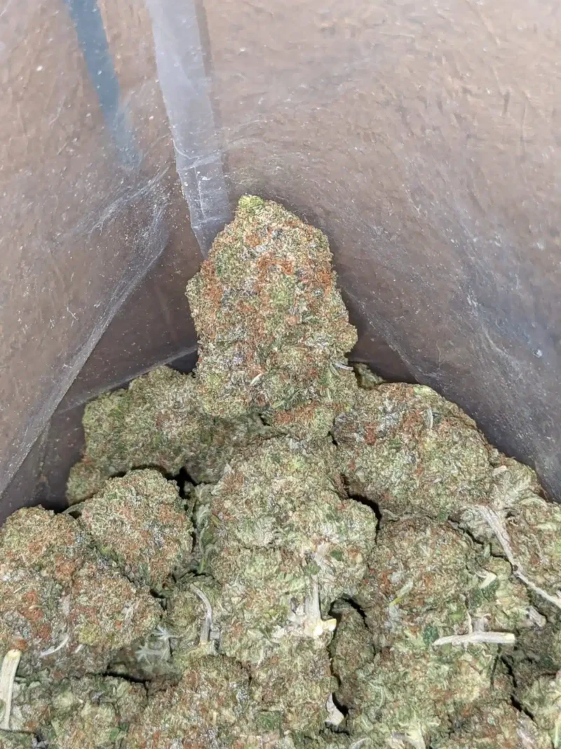 Death Comatose - Image 5