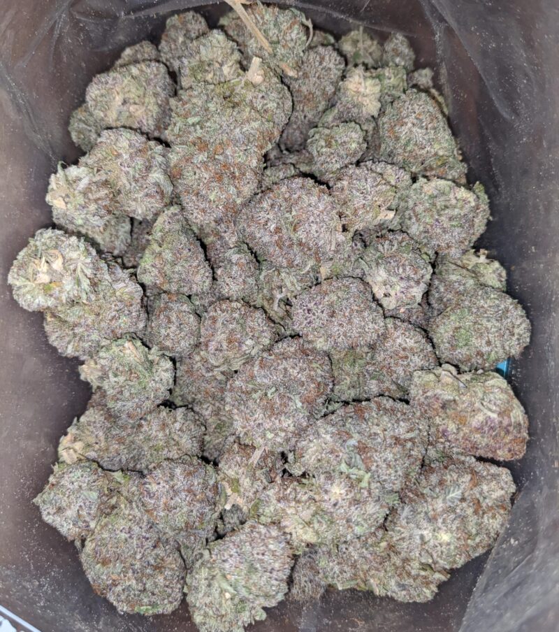 Durban Poison - Image 5