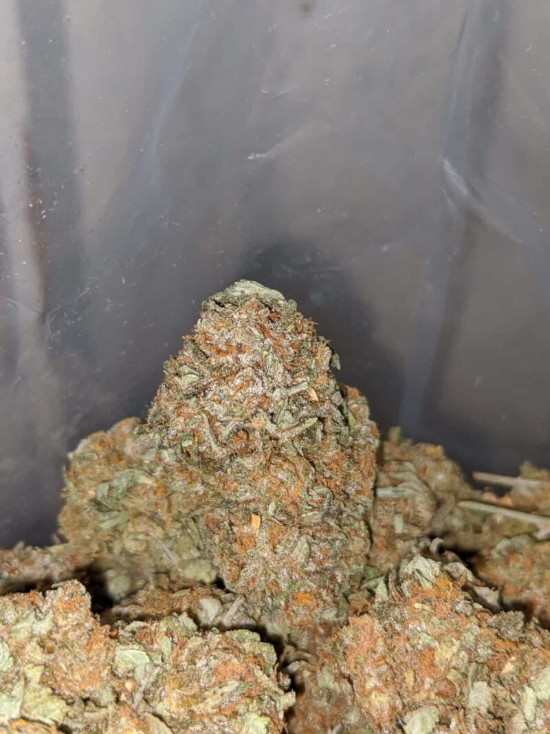 East Coast Sour Diesel - Image 5