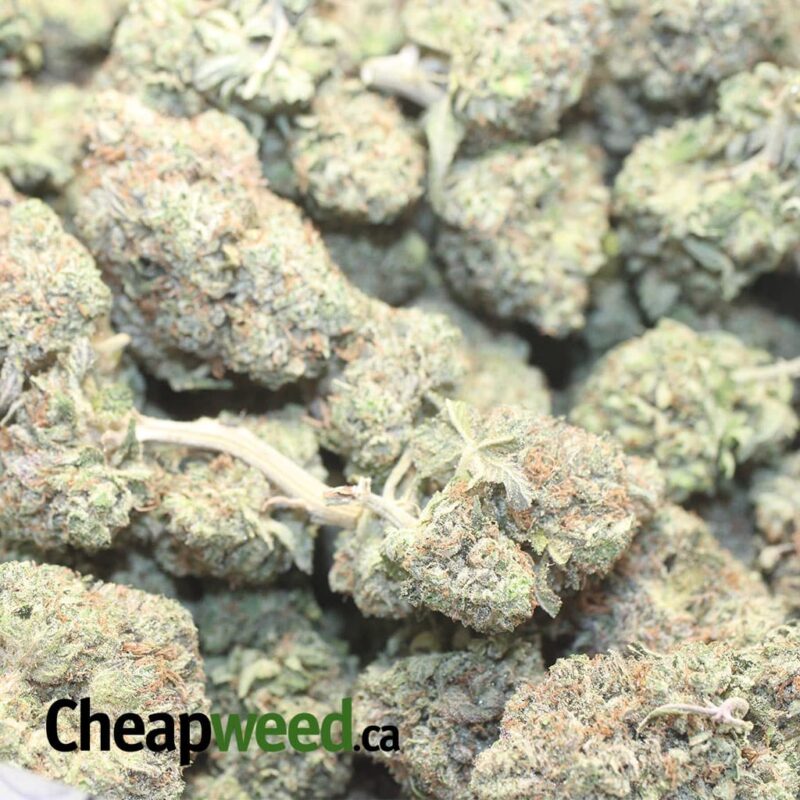 El Chapo AAA - Image 3