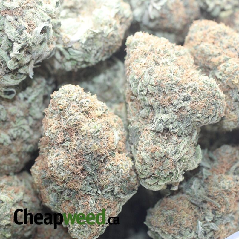 Exodus Cheese - Image 3