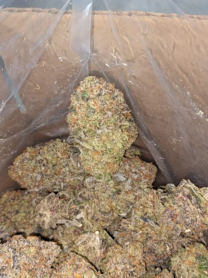 El Jefe - Image 7