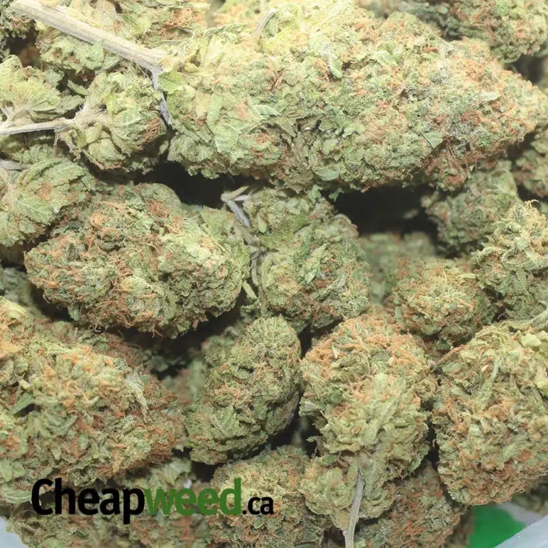 Forum Cut Cookies - Image 3