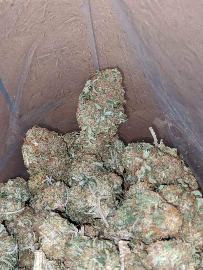 Funky Lemon - Image 5