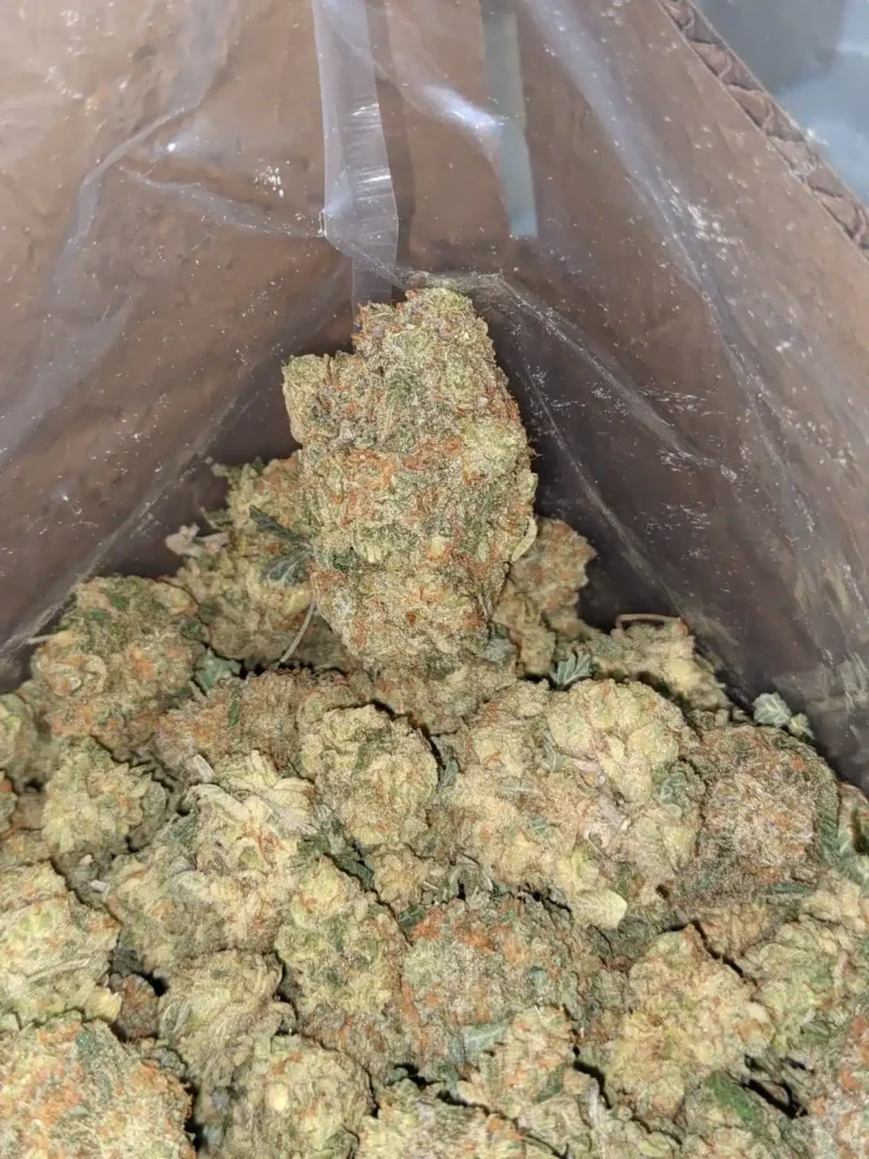 Fruit Punch - Image 3