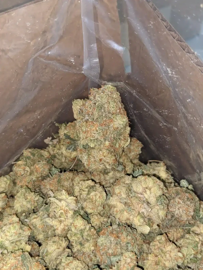 Fruit Punch - Image 4