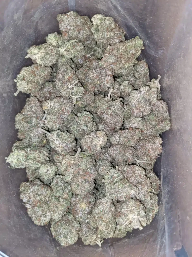 G13 - Image 7