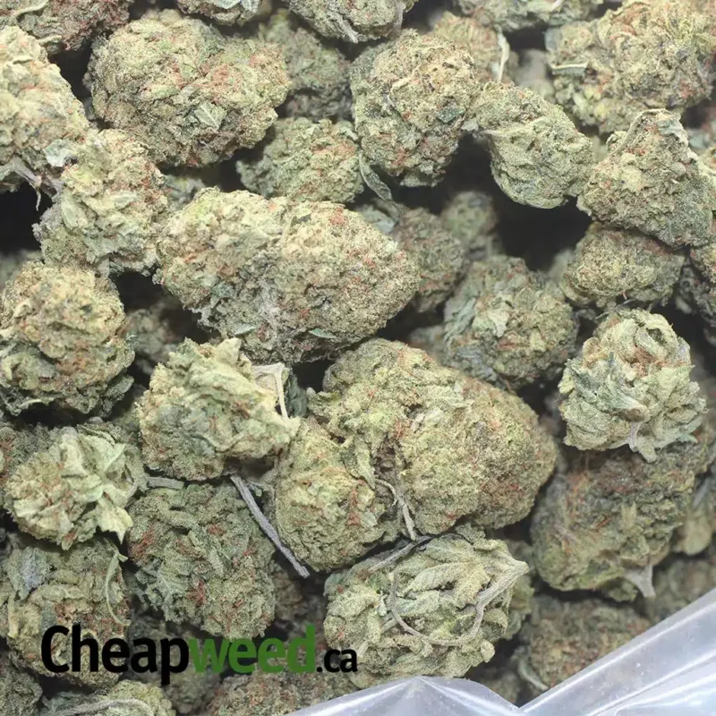 G13 - Image 3