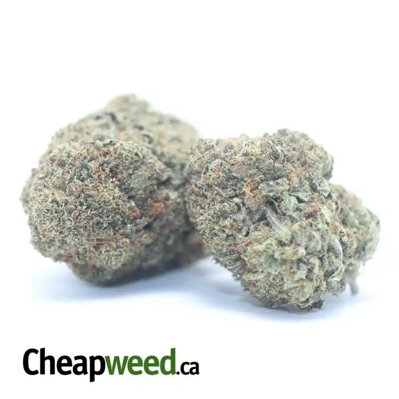 G13 - Image 2