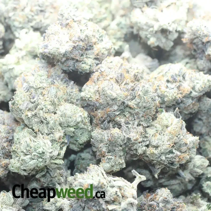 Gangster Kush - Image 3