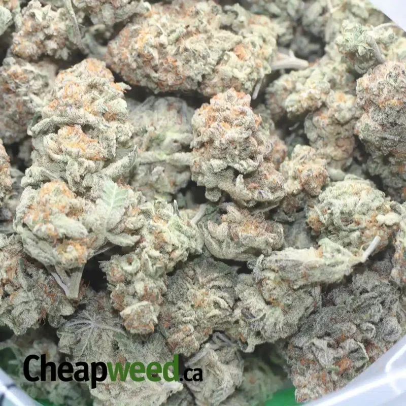 Garlic Breath #2 - Image 3