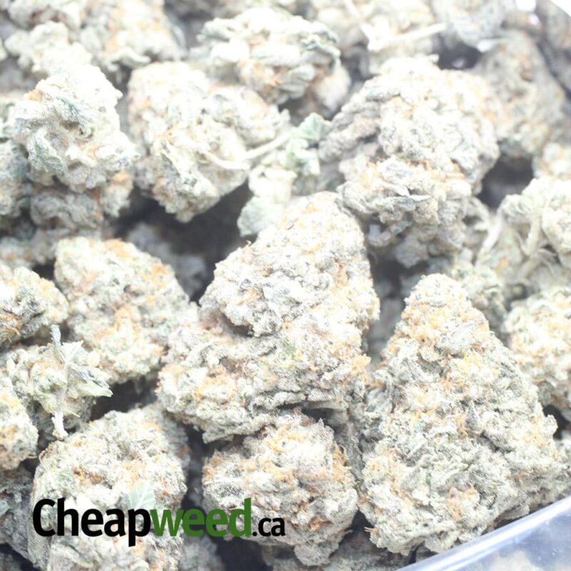Garlic Breath - Image 3