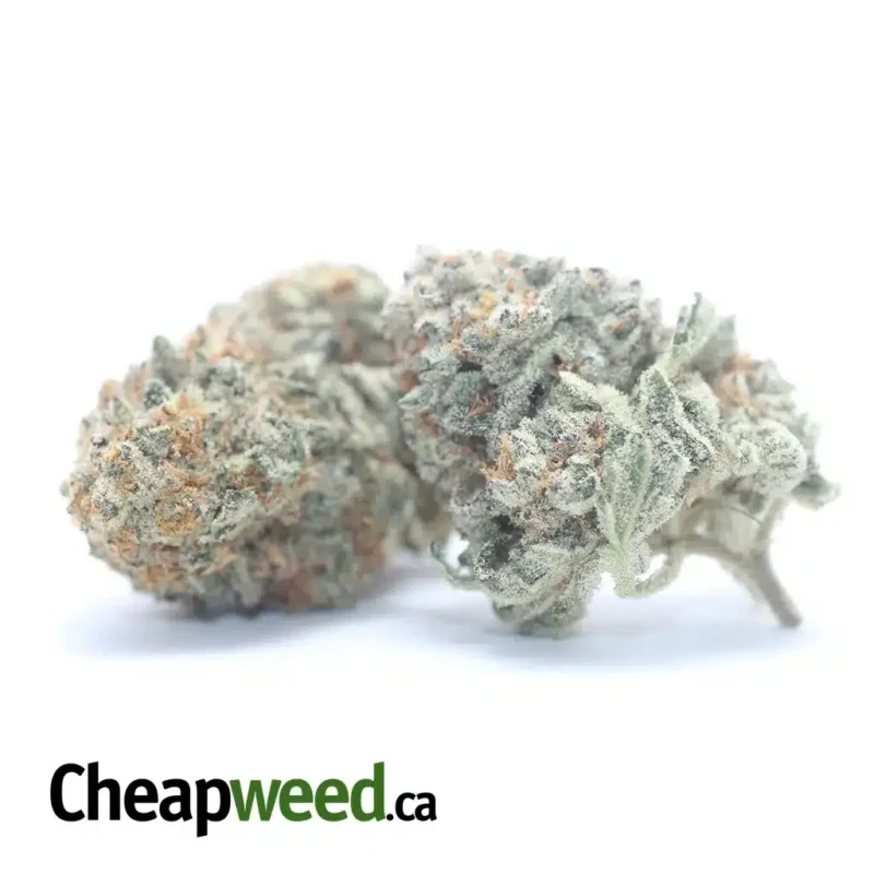 Garlic Breath #2 - Image 2