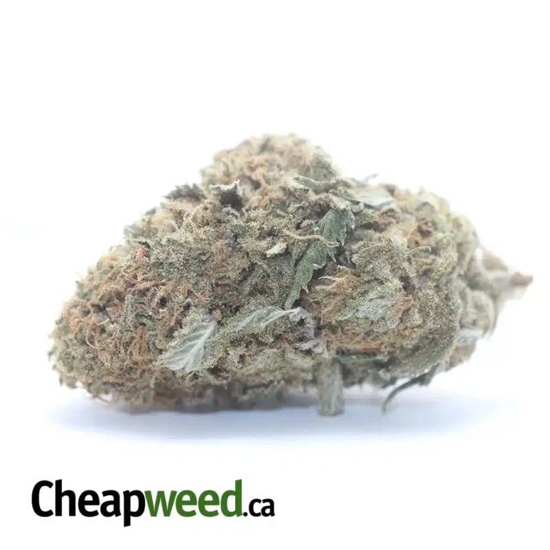 Gelato