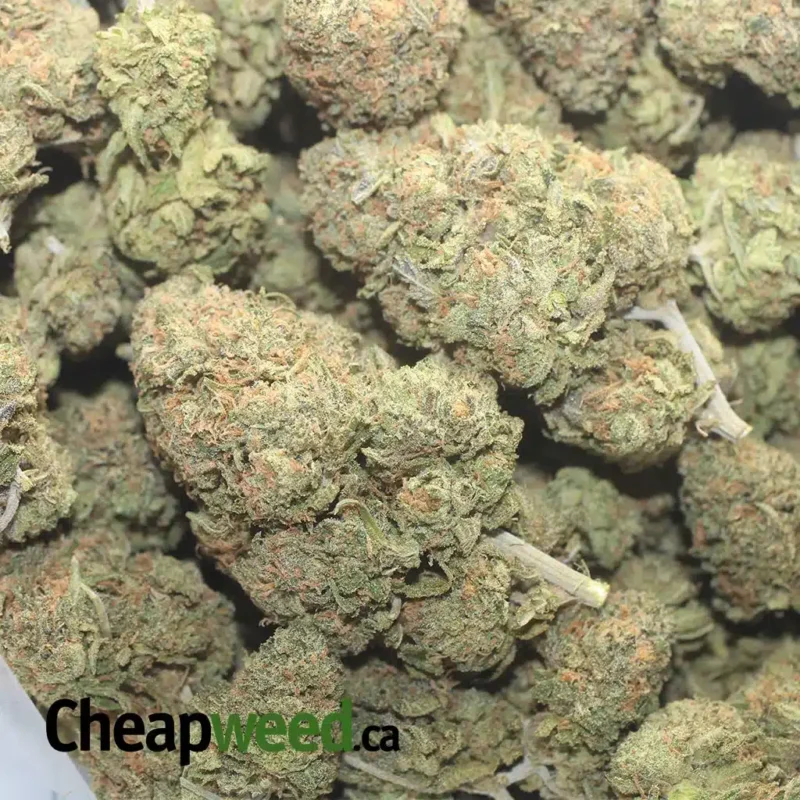 Gelato Zkittles - Image 3