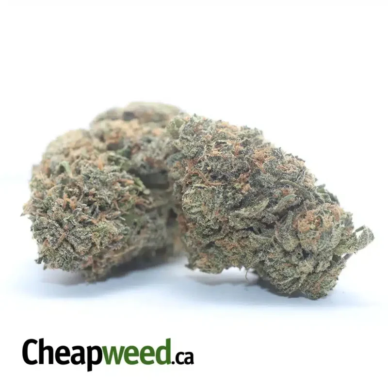 Gelato Zkittles - Image 2