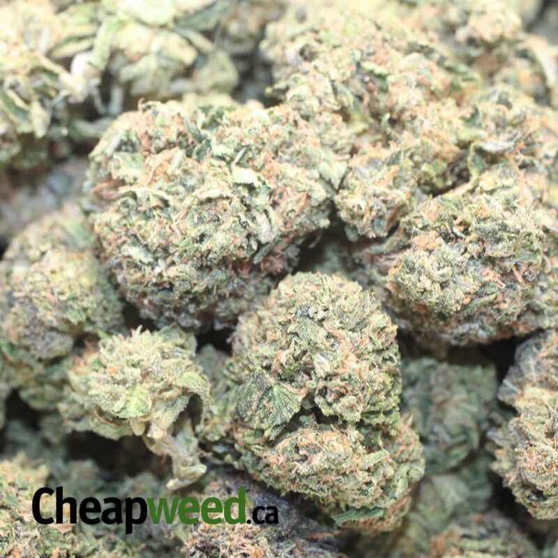 Greenfarm’s Black Tuna - Image 3
