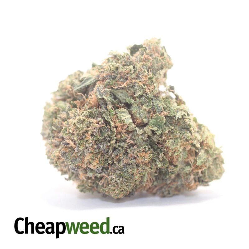 Greenfarm’s Black Tuna