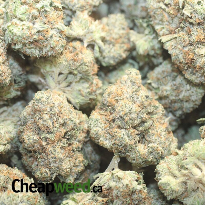Greenfarm’s Comatose - Image 3