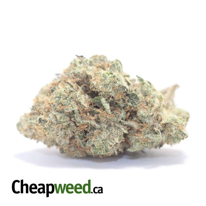 Greenfarm’s Comatose