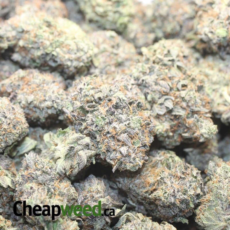 Greenfarm’s Holy Grail - Image 3