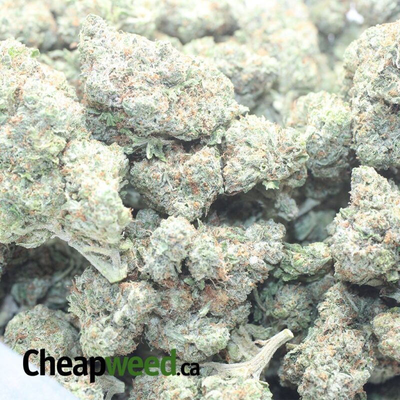 Greenfarm’s Pink Kush - Image 3