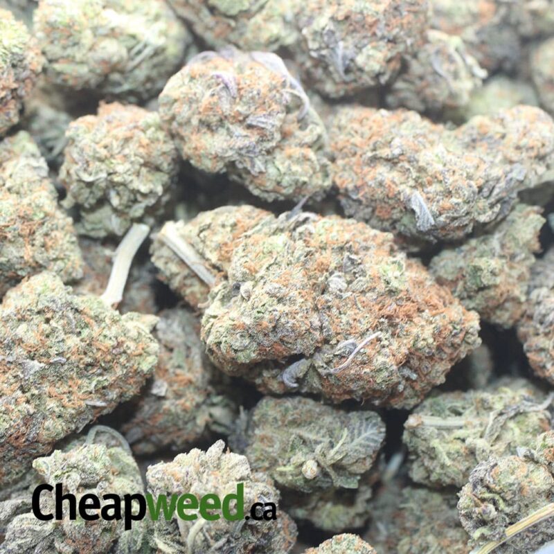Ghost OG - Image 3