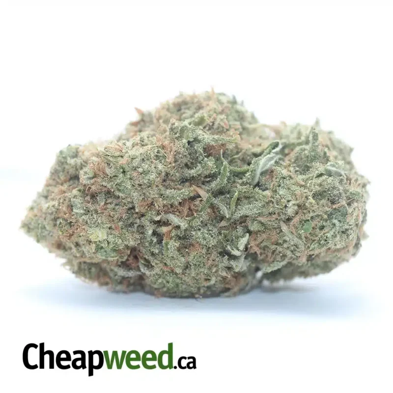 Girl Scout Cookies