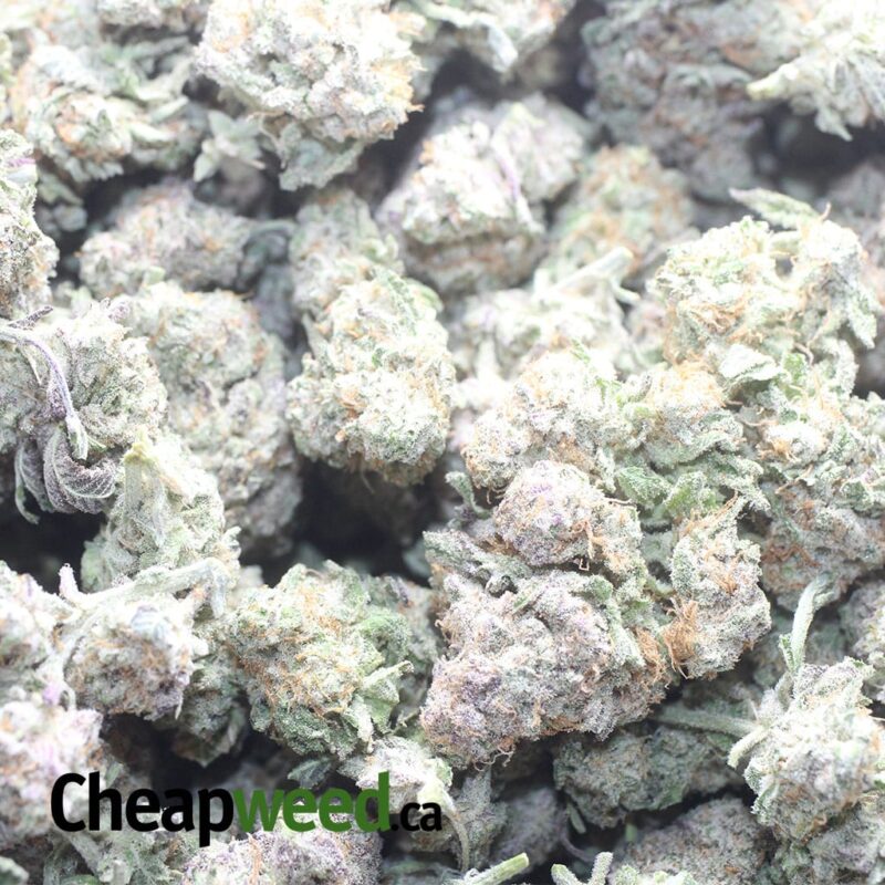 GMO Zookies - Image 3