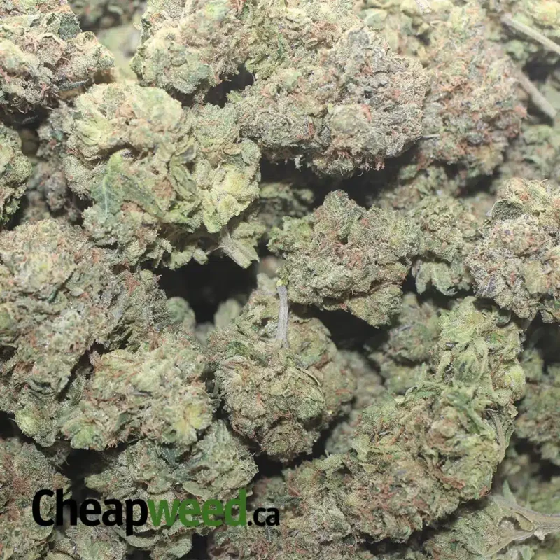 God Bubba - Image 3