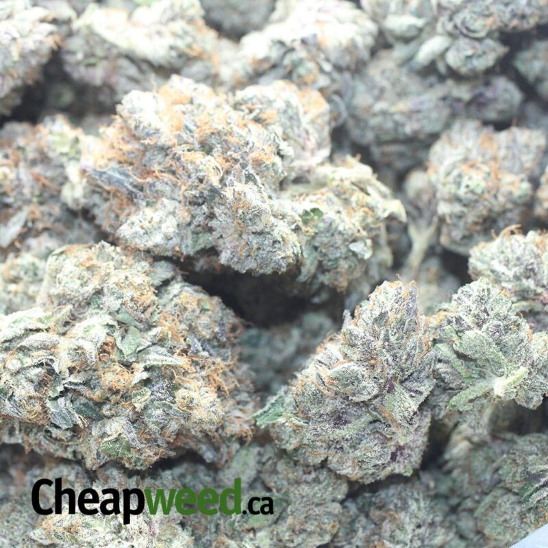 Godfather OG - Image 3