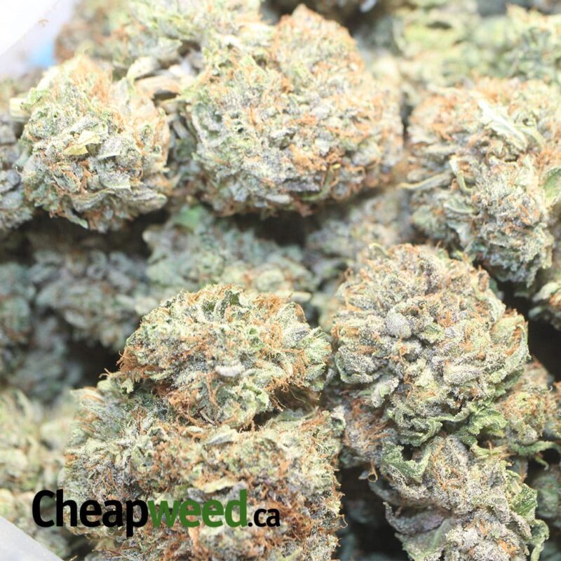 Gods Bubba - Image 3