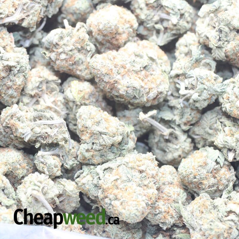 $ 49 Oz – Golden Goat - Image 3