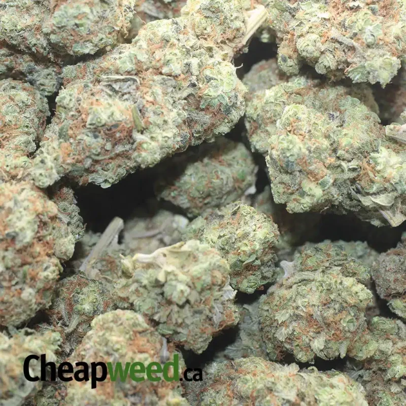 Golden Goat - Image 3