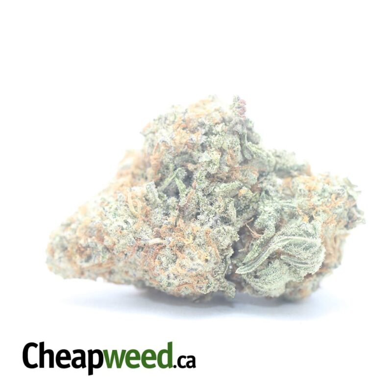 $ 49 Oz – Golden Goat