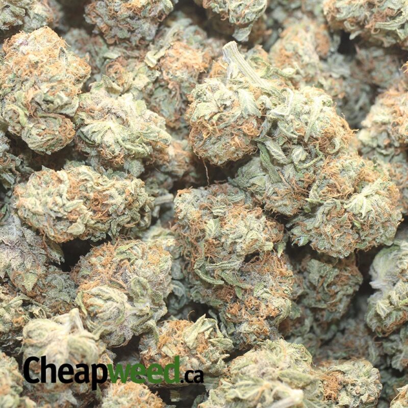 Golden Kosher – *Deal Of The Day* - Image 3