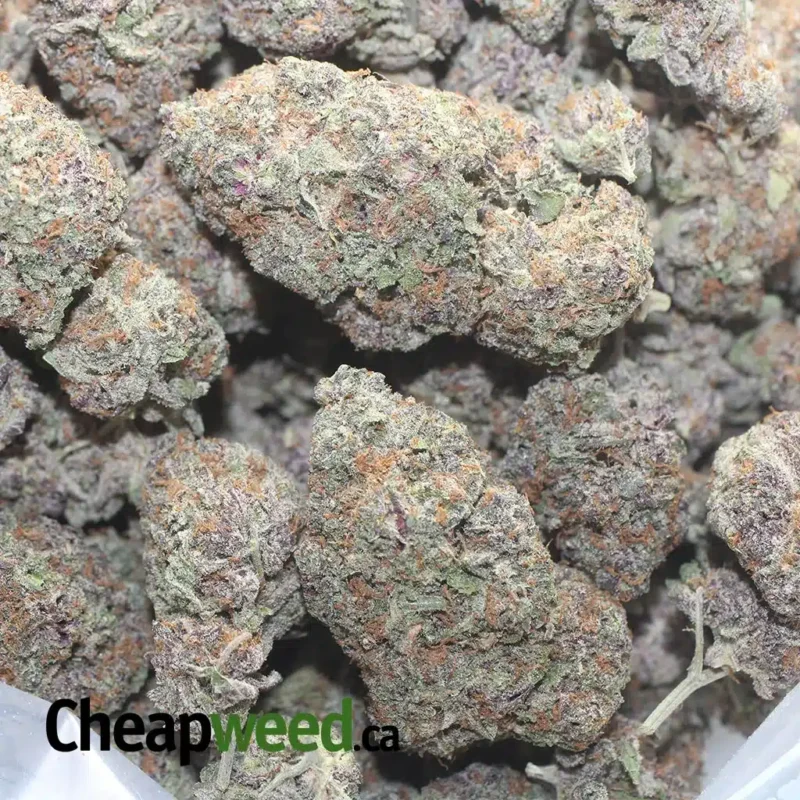 Granddaddy Purple - Image 3