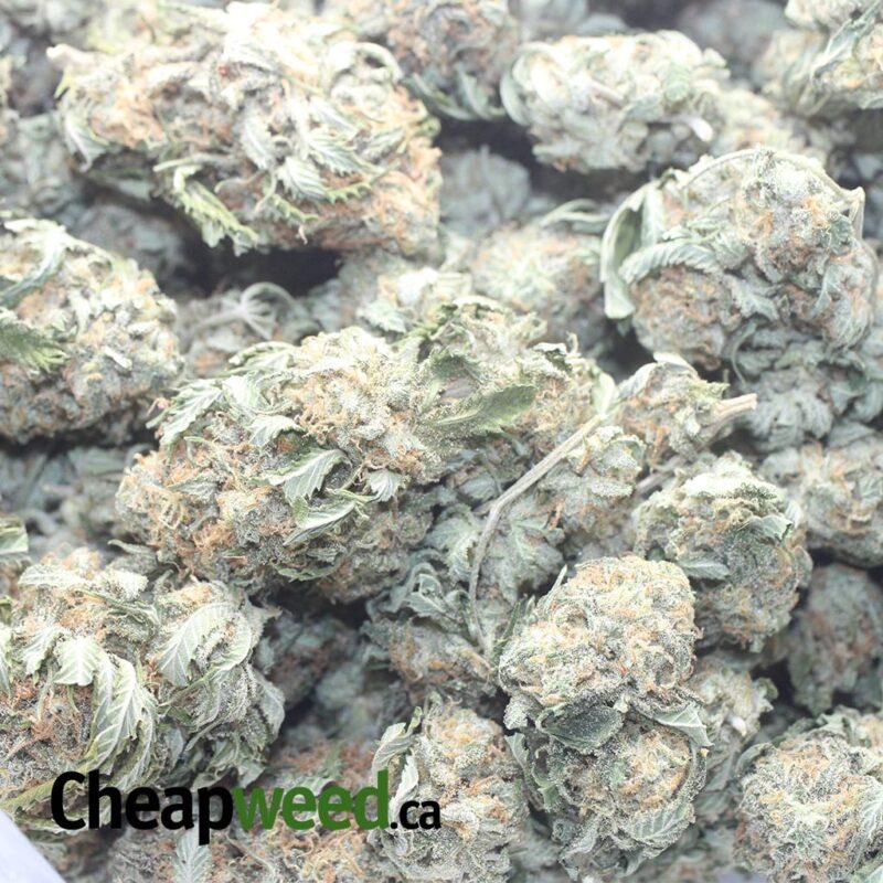 Grape Kush - Image 3