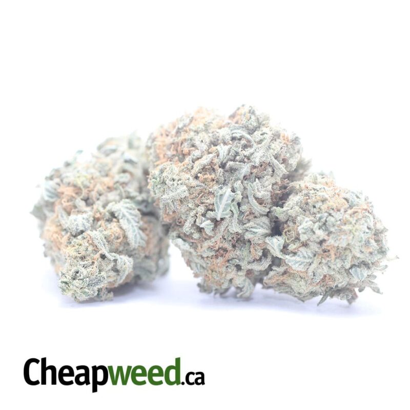 $ 51 Oz – Grapefruit - Image 2