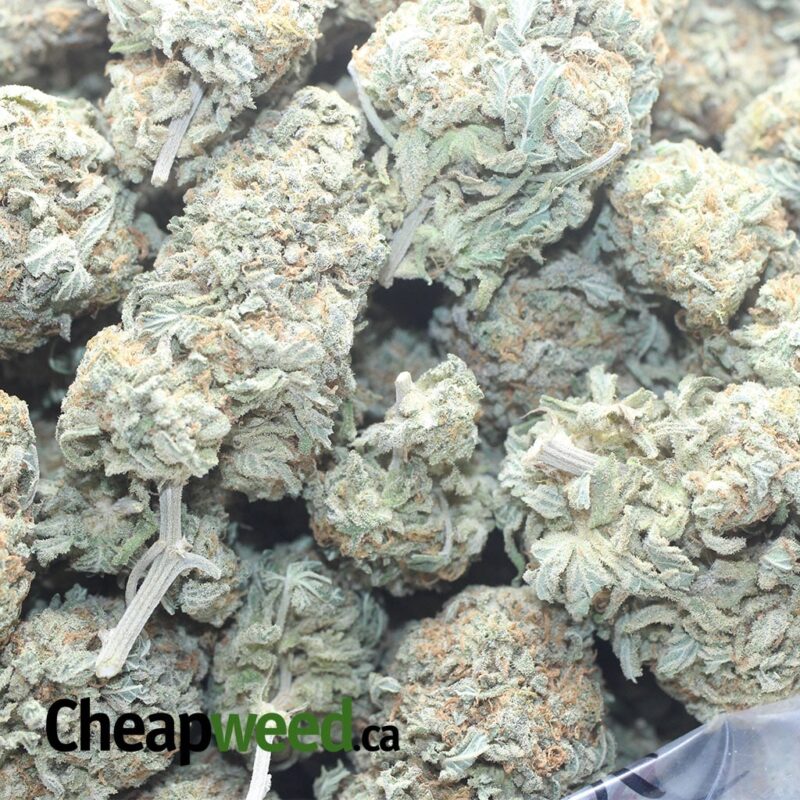 $ 51 Oz – Grapefruit - Image 3