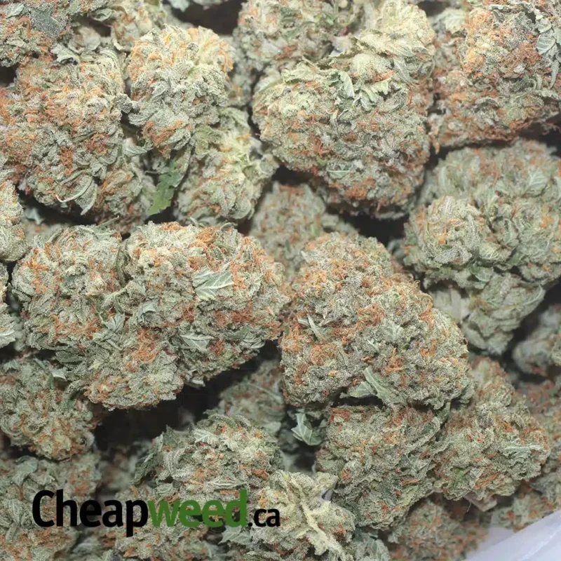 Grease Monkey - Image 2