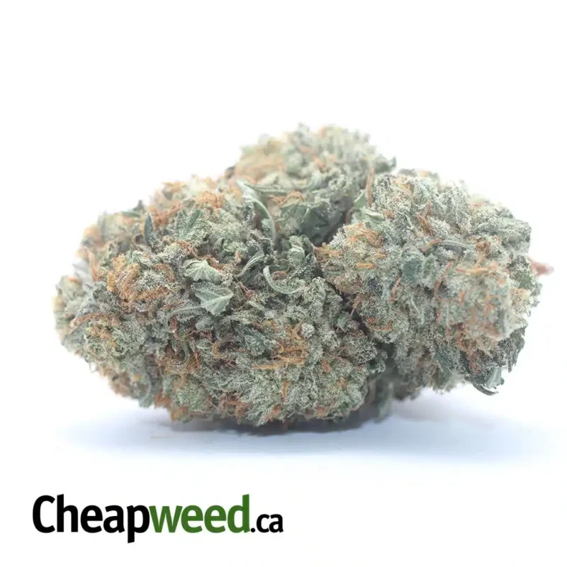 Grease Monkey