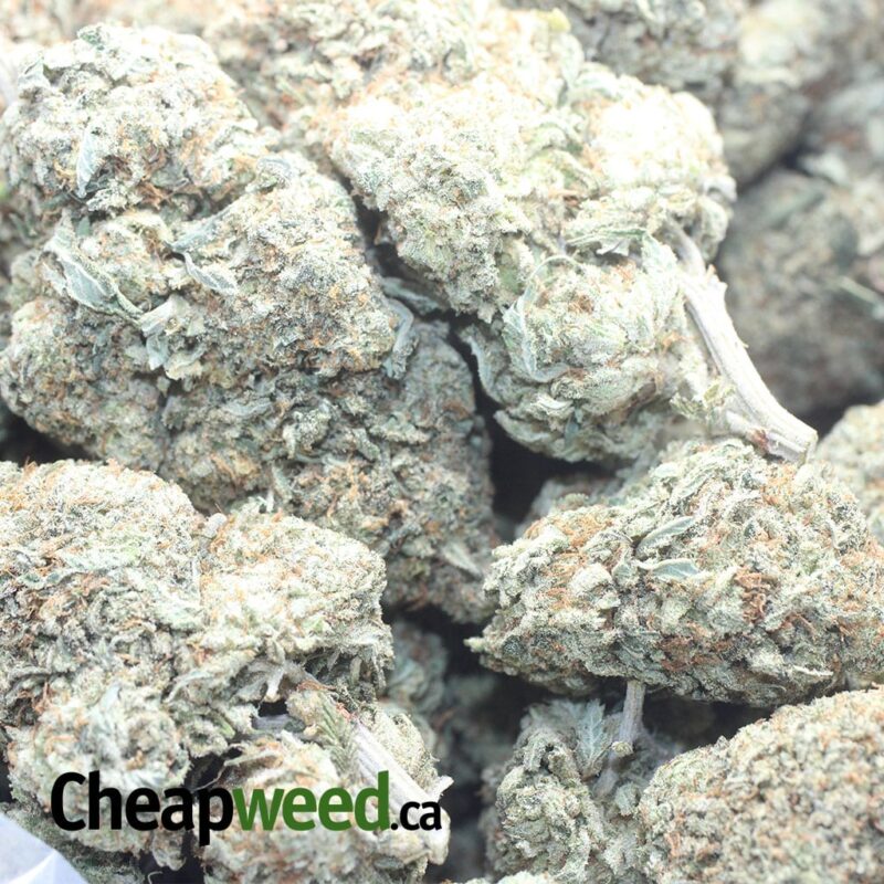 Grease Monkey – *Deal Of The Day* - Image 3