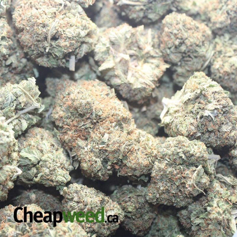 Greasy Pink - Image 3