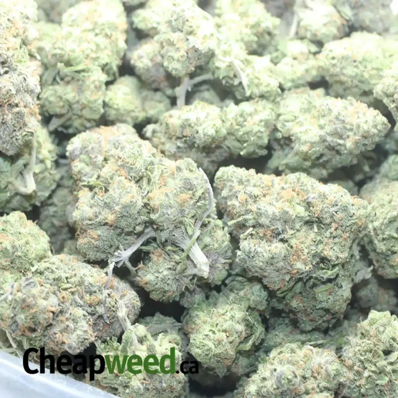 Greenfarm’s Animal Cookies - Image 3