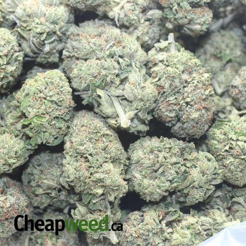 Greenfarm’s Bruce Banner - Image 3