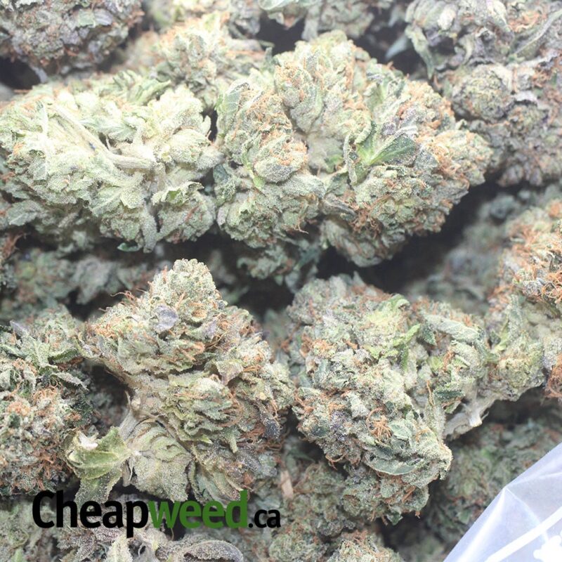 Greenfarm’s Death Bubba - Image 3