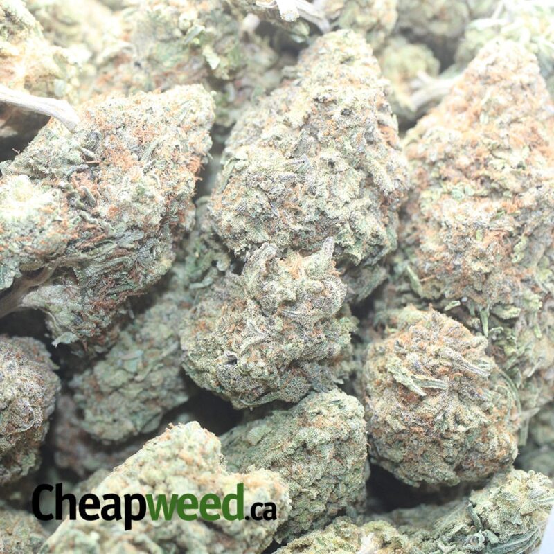 Greenfarm’s Nuken - Image 3