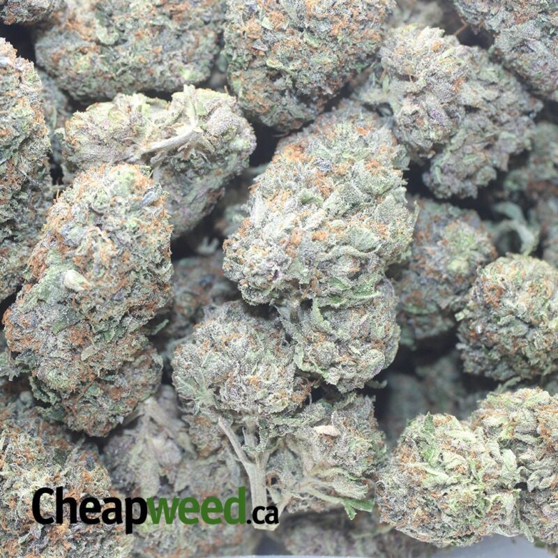 Greenfarm’s Rockstar - Image 3