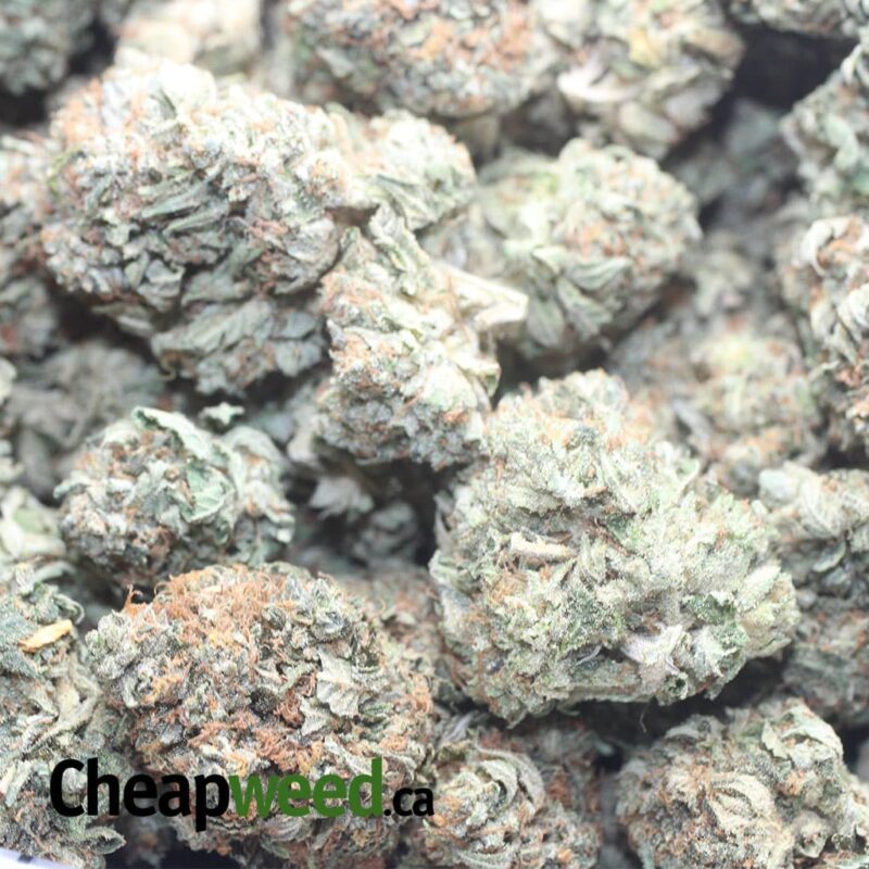Greenfarm’s Tom Ford Pink - Image 3